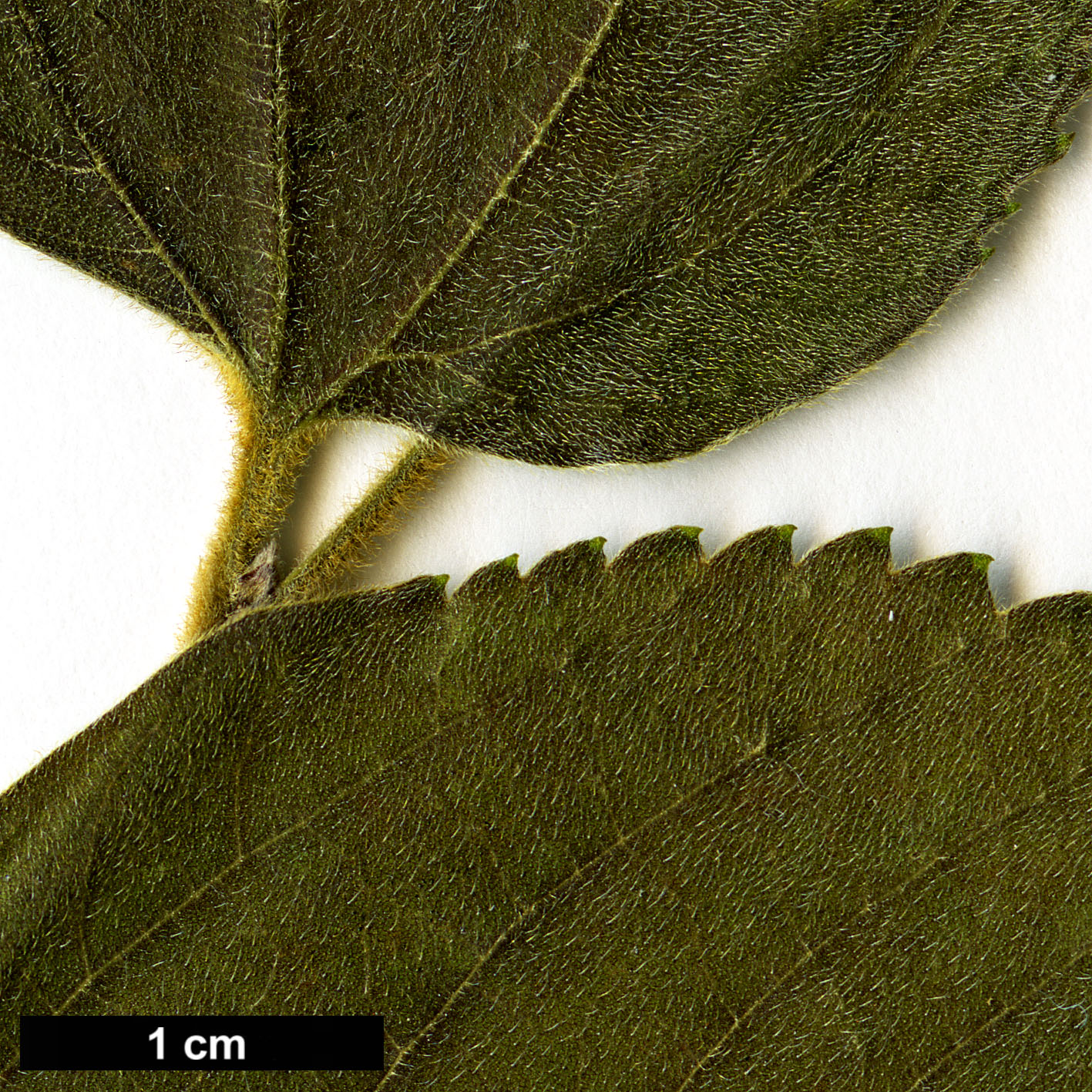 High resolution image: Family: Cannabaceae - Genus: Celtis - Taxon: africana